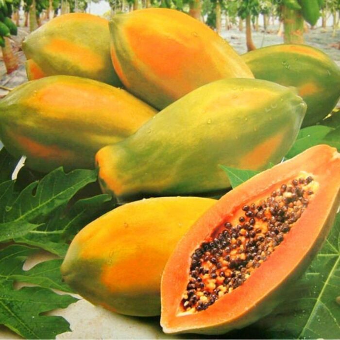 Taiwan Red Lady 786 F1 Hybrid Papaya (Papita Ke Beej) Fruit Seeds Pack Of 50 for Planting in Home Kitchen Terrace Balcony Gardening