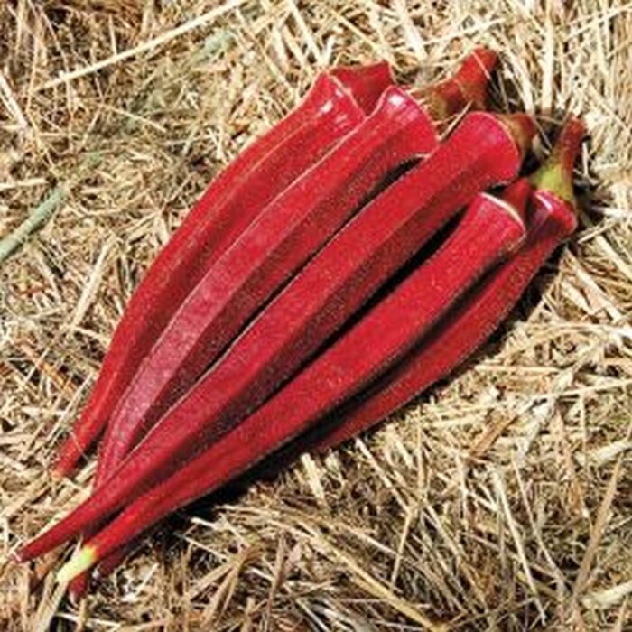 Red Okra Ladyfinger (Bhindi ke beej) Vegetable Seeds Pack Of 15 | Organic | for Planting in Home Kitchen Terrace Balcony Gardening