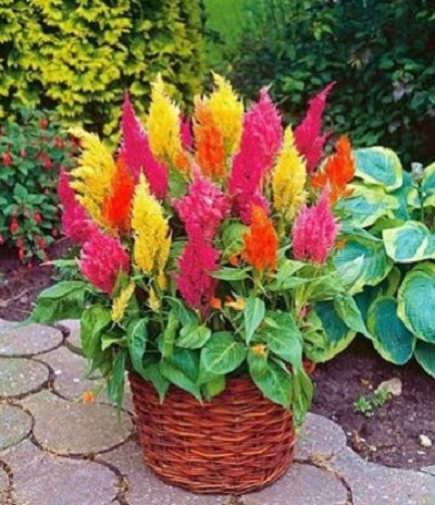 Celosia Cockscomb Multicolor Flower Seeds Pack Of 30 | Indoor And Outdoor | for Planting in Home Kitchen Terrace Balcony Gardening
