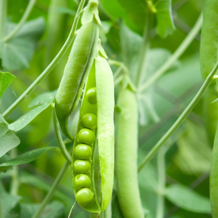 Green Peas (Hare Mattar Ke Beej) Vegetable Seeds Pack Of 30 | Organic | for Planting in Home Kitchen Terrace Balcony Gardening