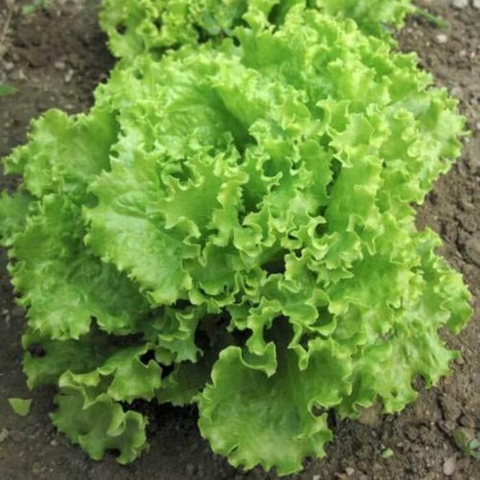 Exotic Green Lettuce Iceberg Vegetable Seeds Pack Of 100 | Organic | for Planting in Home Kitchen Terrace Balcony Gardening