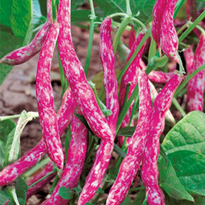 Red Cranberry Beans (Thull Rajma ke beej) Vegetable Seeds Pack Of 15 | Organic | for Planting in Home Kitchen Terrace Balcony Gardening