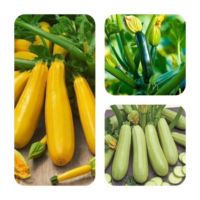 Exotix Green, Light Green, Yellow Zucchini Squash Cucurbita Vegetable Seeds Pack Of 10 Each | Organic | for Planting in Home Kitchen Terrace Balcony Gardening