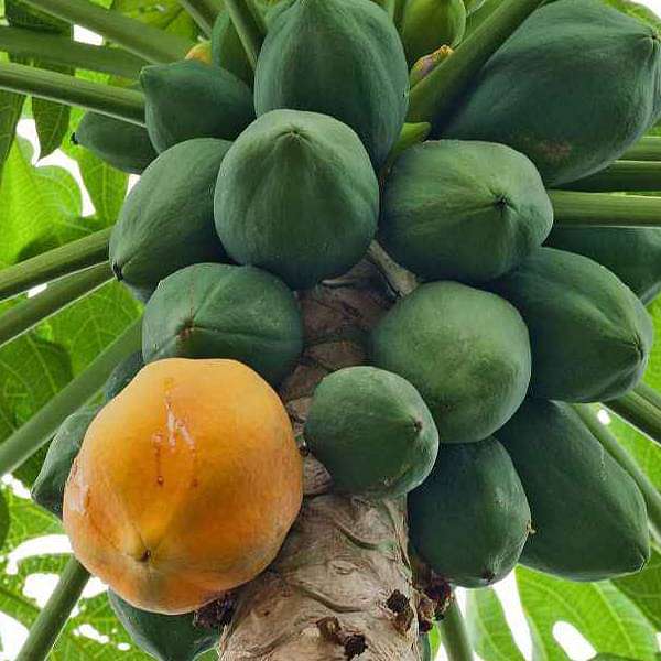 Taiwan Red Lady 786 F1 Hybrid Papaya (Papita Ke Beej) Fruit Seeds Pack Of 200 for Planting in Home Kitchen Terrace Balcony Gardening