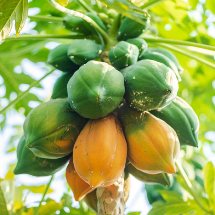 Taiwan Red Lady 786 F1 Hybrid Papaya (Papita Ke Beej) Fruit Seeds Pack Of 100 for Planting in Home Kitchen Terrace Balcony Gardening
