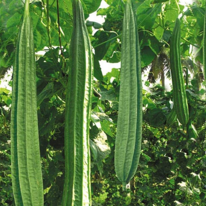 Green Ridge Gourd (Turai, Turiya Ke Beej) Vegetable Seeds Pack Of 30 | Organic | for Planting in Home Kitchen Terrace Balcony Gardening