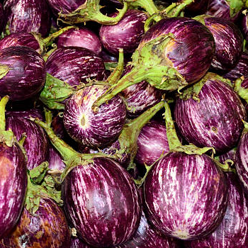 Kateri Brinjal (Baigan ke beej) Vegetable Seeds Pack Of 50 | Organic | for Planting in Home Kitchen Terrace Balcony Gardening