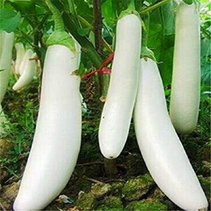 White Long Brinjal (Baigan ke beej) Vegetable Seeds Pack Of 50 | Organic | for Planting in Home Kitchen Terrace Balcony Gardening