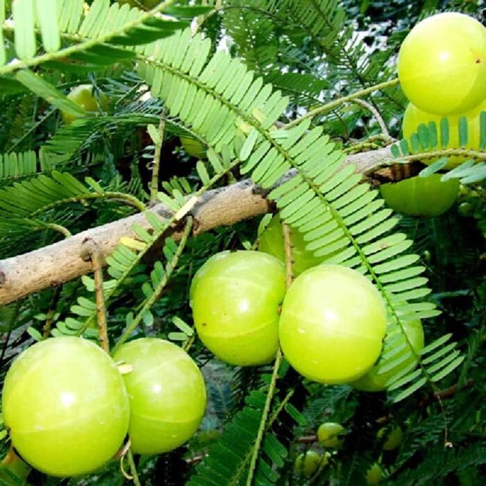 Indian Gooseberry Phyllanthus Emblica (Amla Ke Beej) Fruit Seeds Pack Of 30 | Organic | for Planting in Home Kitchen Terrace Balcony Gardening