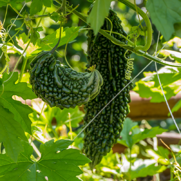 Green Bitter Gourd (Karela ke beej) Vegetable Seeds Pack Of 15 | Organic | for Planting in Home Kitchen Terrace Balcony Gardening