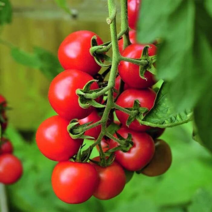 Tomato seed pack containing 50 natural vegetable planting seeds for home gardening.