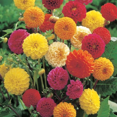 Dahlia Multicolor Flower Seeds Pack Of 30 | Indoor And Outdoor | for Planting in Home Kitchen Terrace Balcony Gardening