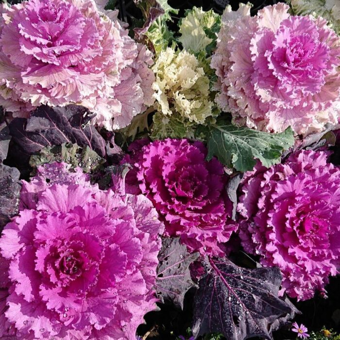 Ornamental/Flowering Kale Flower Seeds Pack Of 30 | Indoor And Outdoor | for Planting in Home Kitchen Terrace Balcony Gardening