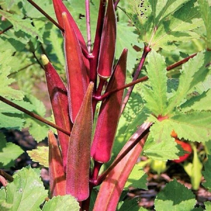buy Red Okra seeds online premium packaging pack
