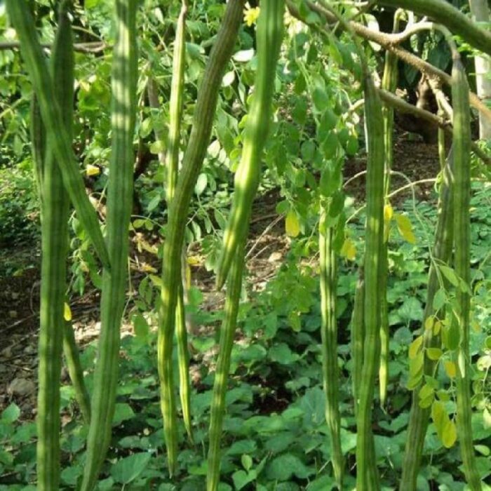 Green Drumstick/Moringa Oleifera (Sahajan Falli ke beej) Vegetable Seeds Pack Of 30 | Organic | for Planting in Home Kitchen Terrace Balcony Gardening
