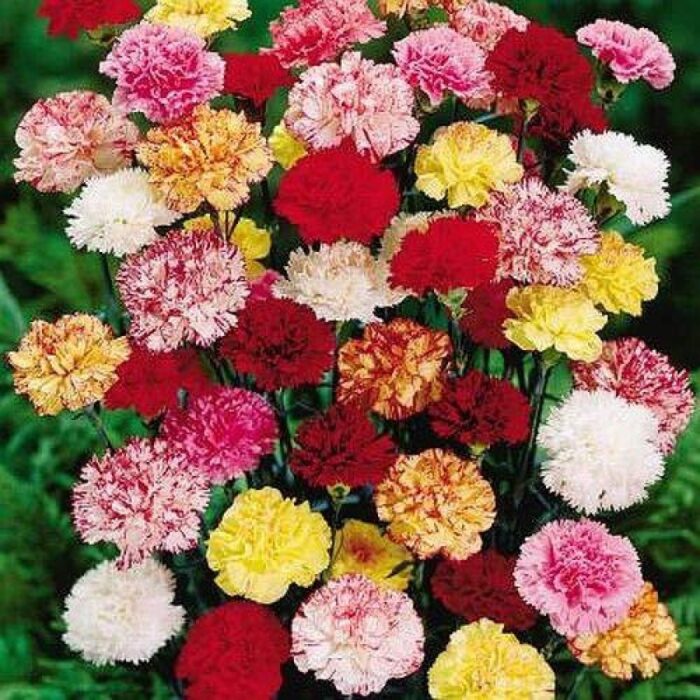 Carnation Multicolor Flower Seeds Pack Of 30 | Indoor And Outdoor | for Planting in Home Kitchen Terrace Balcony Gardening
