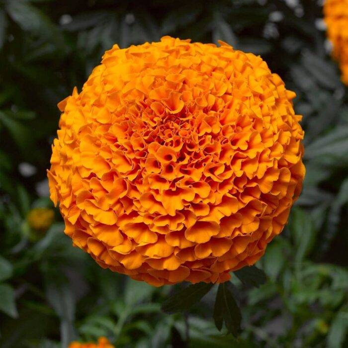 Marigold (Genda Phool) Orange Color Flower Seeds Pack Of 50 | Indoor And Outdoor | for Planting in Home Kitchen Terrace Balcony Gardening