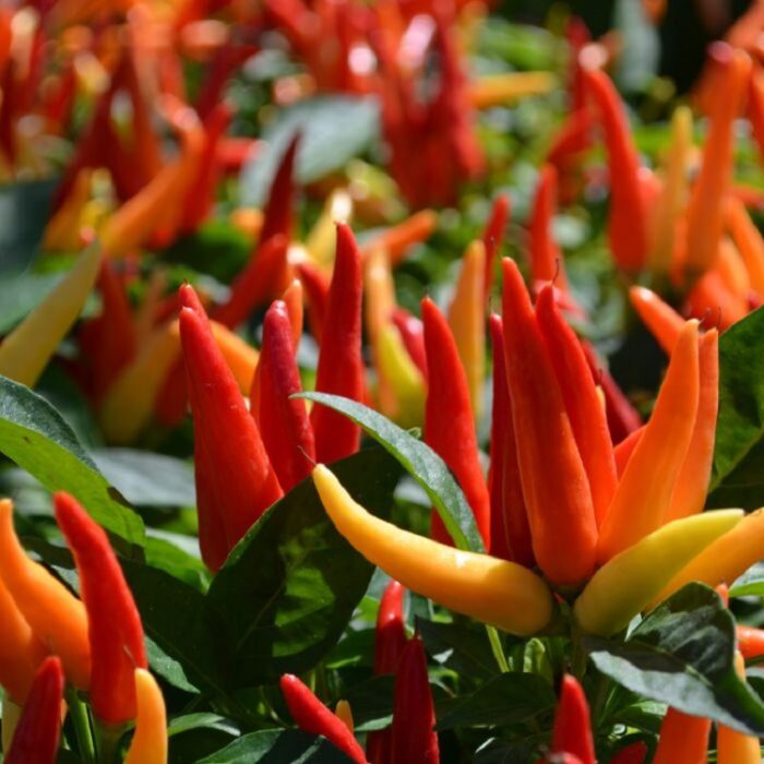 Ornamental Chilli (Suryamukhi Mirchi Ke Beej) Vegetable Seeds Pack Of 50 | Organic | for Planting in Home Kitchen Terrace Balcony Gardening