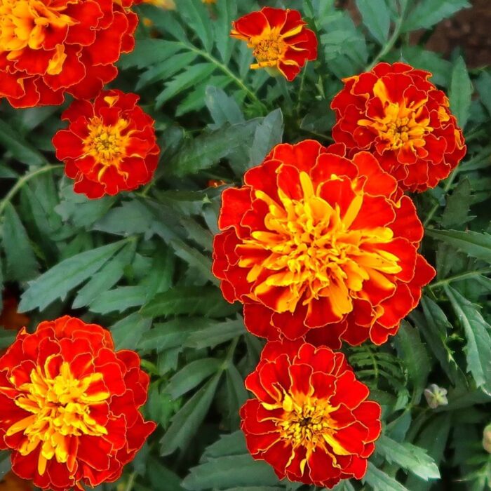 Marigold (Genda Phool) French Color Flower Seeds Pack Of 50 | Indoor And Outdoor | for Planting in Home Kitchen Terrace Balcony Gardening