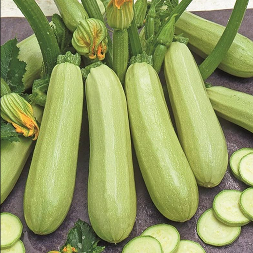 Exotic Light Green Long Zucchini Squash Cucurbita Vegetable Seeds Pack Of 10 | Organic | for Planting in Home Kitchen Terrace Balcony Gardening