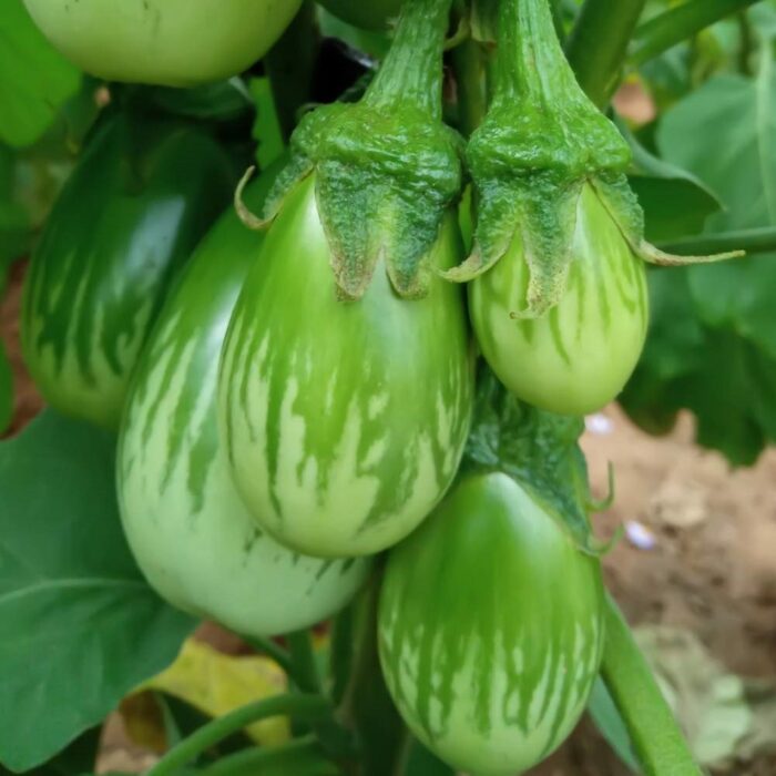 Green Round Brinjal (Baigan ke beej) Vegetable Seeds Pack Of 50 | Organic | for Planting in Home Kitchen Terrace Balcony Gardening
