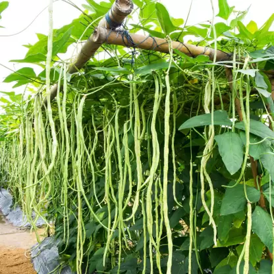 Green Cowpea/Black Eyed Beans (Lobia, Barbatti ke beej) Vegetable Seeds Pack Of 50 | Organic | for Planting in Home Kitchen Terrace Balcony Gardening