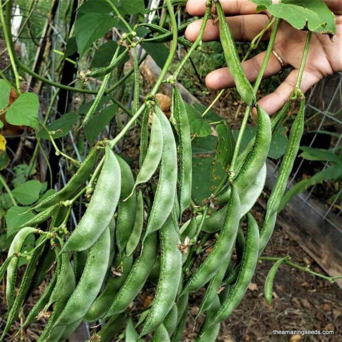 GreenFlatBeans(Surti Papdi Ke Beej) Vegetable Seeds Pack Of 30 | Organic | for Planting in Home Kitchen Terrace Balcony Gardening