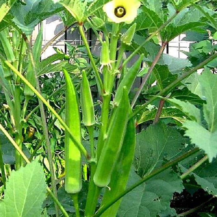 Green Okra Ladyfinger (Bhindi ke beej) Vegetable Seeds Pack Of 50 | Organic | for Planting in Home Kitchen Terrace Balcony Gardening