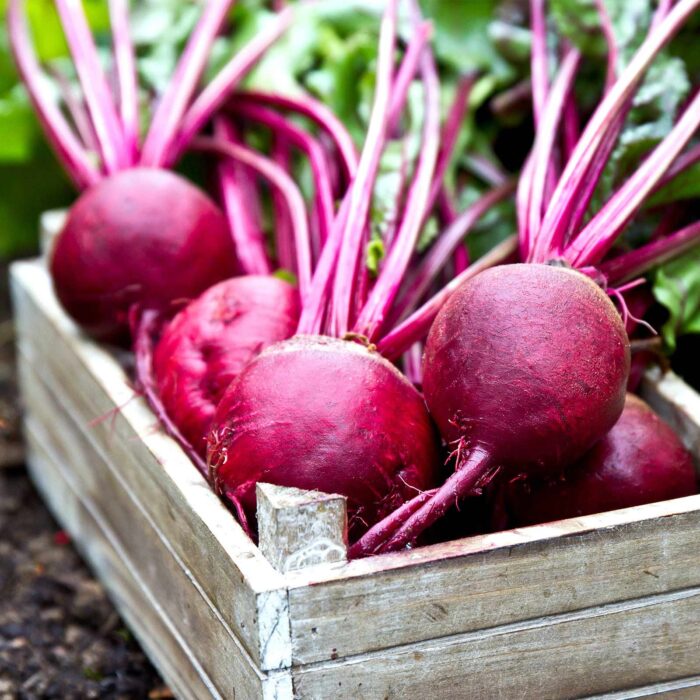 Red Beetroot (Lal Chukandar ke beej) Vegetable Seeds Pack Of 50 | Organic | for Planting in Home Kitchen Terrace Balcony Gardening