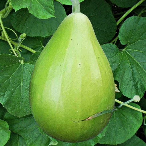 Green Bottle Gourd Round (Lauki, Dudhi, Ghiya ke beej) Vegetable Seeds Pack Of 20 | Organic | for Planting in Home Kitchen Terrace Balcony Gardening