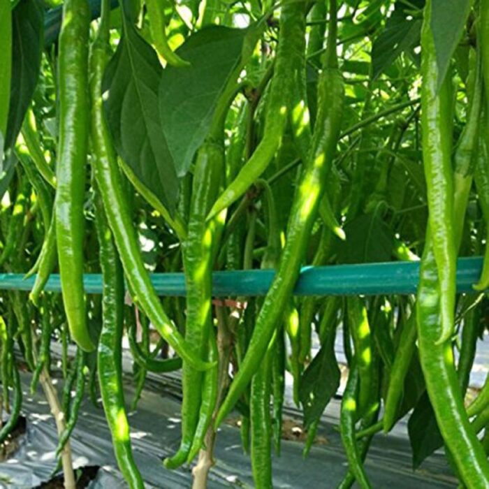 Long Chilli (Lambi Mirchi ke beej) Vegetable Seeds Pack Of 50 | Organic | for Planting in Home Kitchen Terrace Balcony Gardening