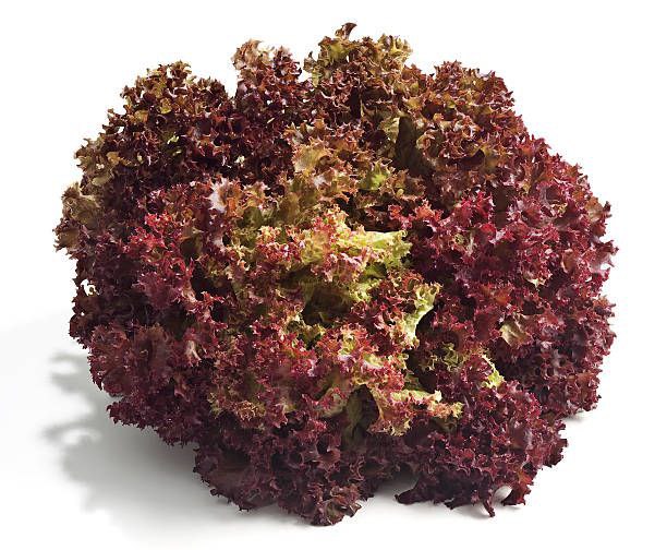 Exotic Red Batavia Lettuce Vegetable Seeds Pack Of 50 | Organic | for Planting in Home Kitchen Terrace Balcony Gardening