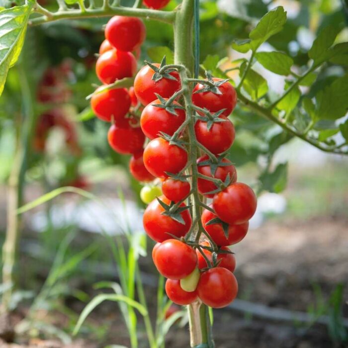 Red Cherry Tomato (Cheree Tamatar ke beej) Vegetable Seeds Pack Of 50 | Organic | for Planting in Home Kitchen Terrace Balcony Gardening