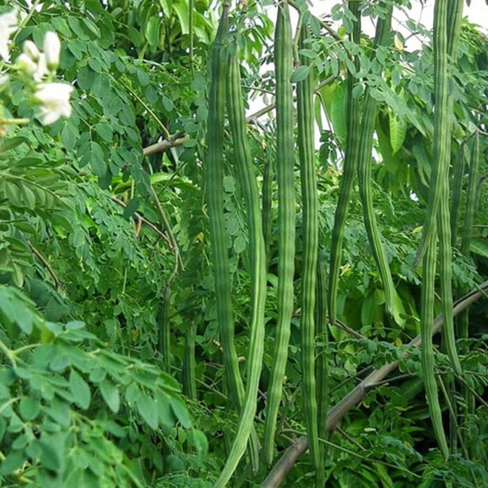 Green Drumstick/Moringa Oleifera (Sahajan Falli ke beej) Vegetable Seeds Pack Of 20 | Organic | for Planting in Home Kitchen Terrace Balcony Gardening