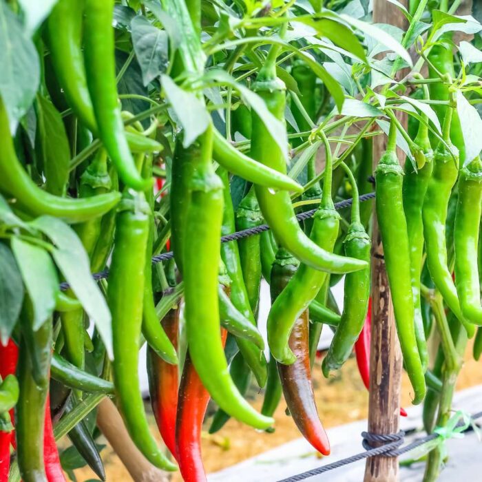 Green Chilli (Hari Mirchi ke beej) Vegetable Seeds Pack Of 50 | Organic | for Planting in Home Kitchen Terrace Balcony Gardening