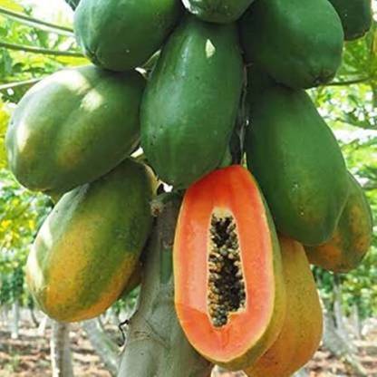 Taiwan Red Lady 786 F1 Hybrid Papaya (Papita Ke Beej) Fruit Seeds Pack Of 25 for Planting in Home Kitchen Terrace Balcony Gardening