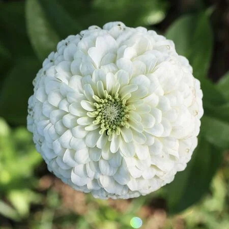Zinnia White Color Flower Seeds Pack Of 30 | Indoor And Outdoor | for Planting in Home Kitchen Terrace Balcony Gardening