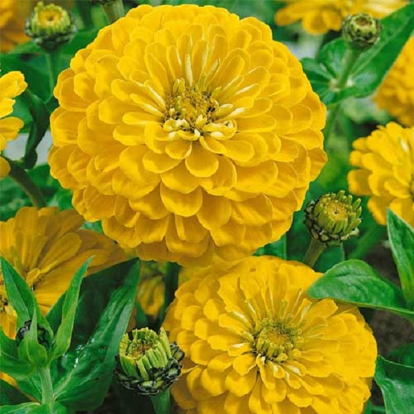 Zinnia Yellow Color Flower Seeds Pack Of 30 | Indoor And Outdoor | for Planting in Home Kitchen Terrace Balcony Gardening