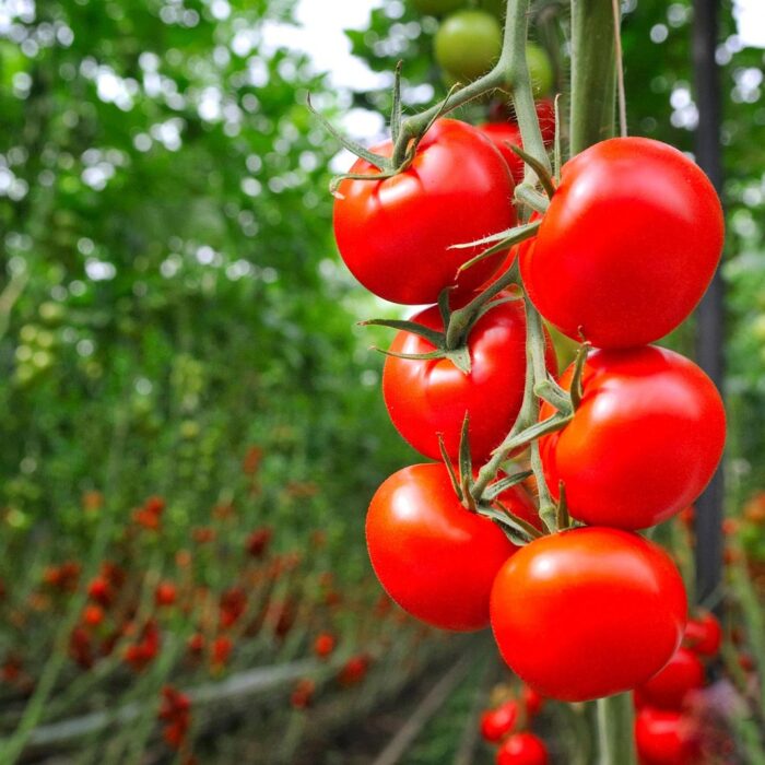 Red Tomato (Tamatar ke beej) Vegetable Seeds Pack Of 100 | Organic | for Planting in Home Kitchen Terrace Balcony Gardening
