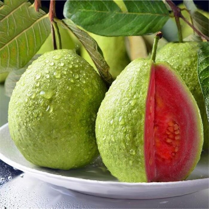 Red Guava (Lal Jamrukh Ke Beej) Vegetable Seeds Pack Of 100 | Organic | for Planting in Home Kitchen Terrace Balcony Gardening