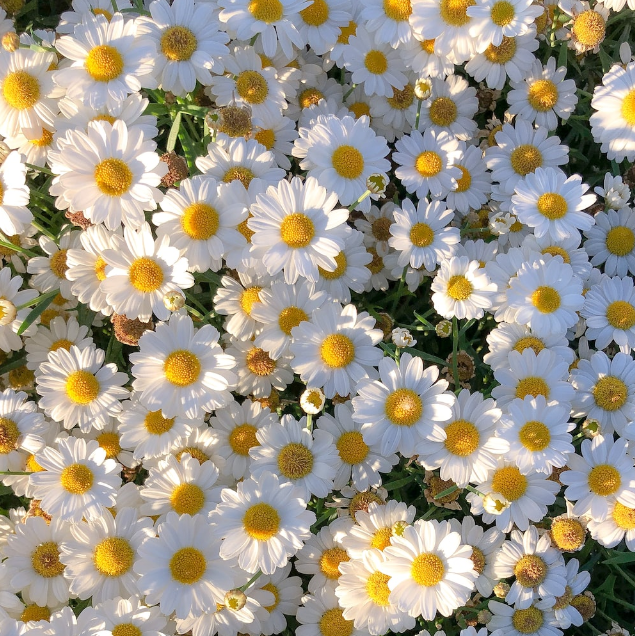 A vibrant, dense patch of multi-layered double white daisy flowers blooming brilliantly among deep green leaves in a sunny home garden.