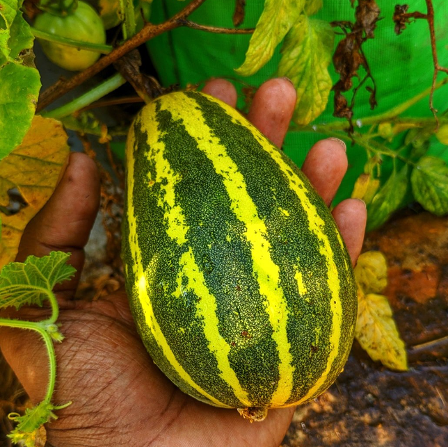 Madras Cucumber (Smbhar Khira, Kakdi ke beej) Vegetable Seeds Pack Of 30 | Organic | for Planting in Home Kitchen Terrace Balcony Gardening