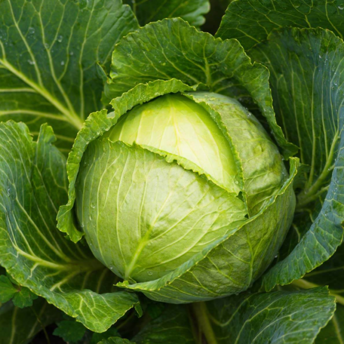 Green Cabbage (Patta Gobhee/Band Gobhi ke beej) Vegetable Seeds Pack Of 50 | Organic | for Planting in Home Kitchen Terrace Balcony Gardening