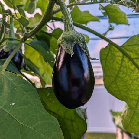 Black Brinjal (Baigan ke beej) Vegetable Seeds Pack Of 100 | Organic | for Planting in Home Kitchen Terrace Balcony Gardening
