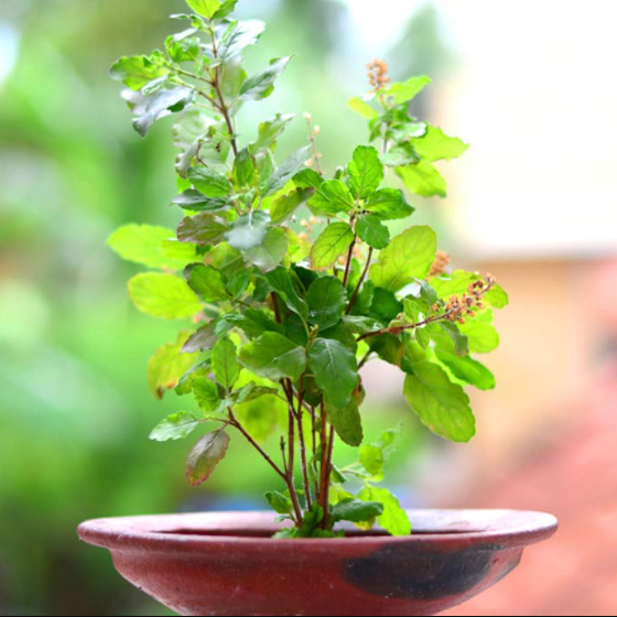 Holy Basil (Tulsi Ke Beej) Herb Seeds Pack Of 100 | Organic | for Planting in Home Kitchen Terrace Balcony Gardening
