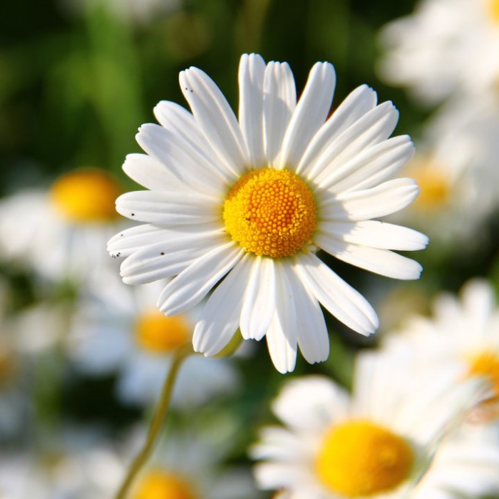 Daisy White Flower Seeds Pack Of 30 | Indoor And Outdoor | for Planting in Home Kitchen Terrace Balcony Gardening