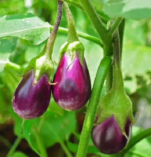 Desi Gulabi Brinjal (Baigan ke beej) Vegetable Seeds Pack Of 50 | Organic | for Planting in Home Kitchen Terrace Balcony Gardening