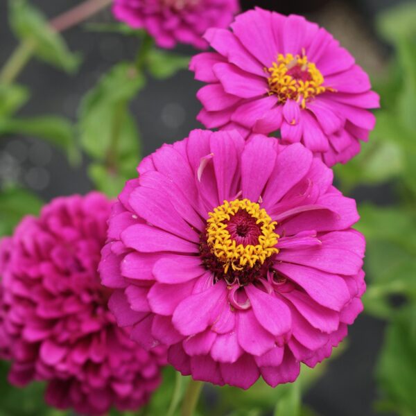 Zinnia Pink Color Flower Seeds Pack Of 30 | Indoor And Outdoor | for Planting in Home Kitchen Terrace Balcony Gardening