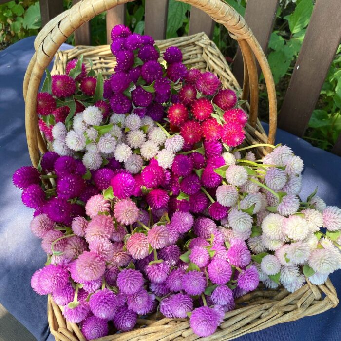 Gomphrena Globosa Multicolor Flower Seeds Pack Of 30 | Indoor And Outdoor | for Planting in Home Kitchen Terrace Balcony Gardening