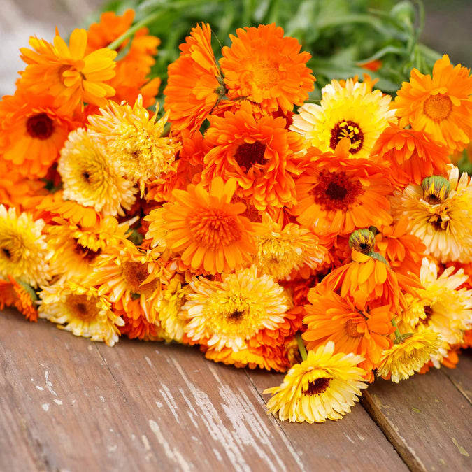Calendula Multicolor Flower Seeds Pack Of 30 | Indoor And Outdoor | for Planting in Home Kitchen Terrace Balcony Gardening